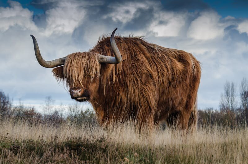 bull-landscape-nature-mammal-144234