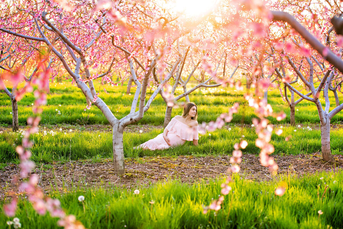 Pregnant woman wearing a pink maternity dress sitting on the ground in a pink cherry blossom field for her outdoor golden hour maternity photography session in Burlington, Ontario