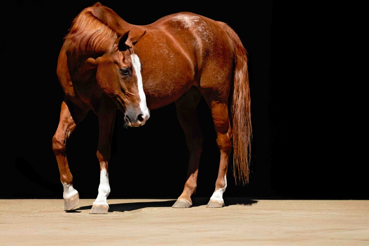 seattle-equine-photographer-3