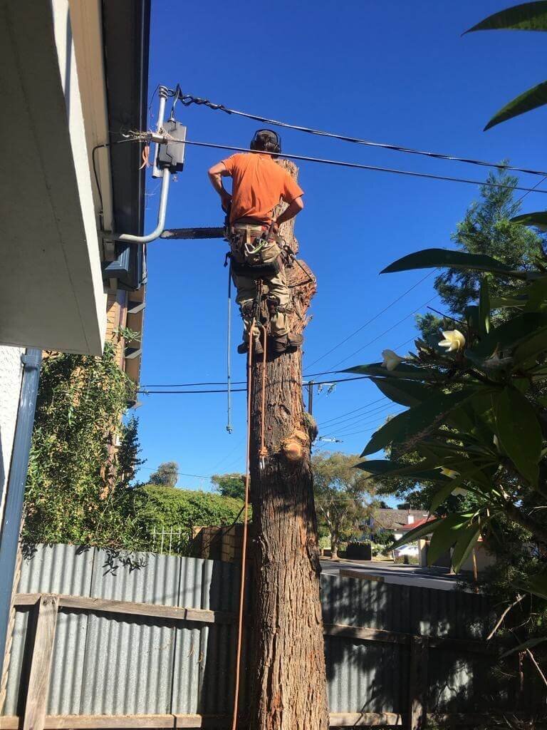 Evergreen Tree Services SA-Tree Removal-010