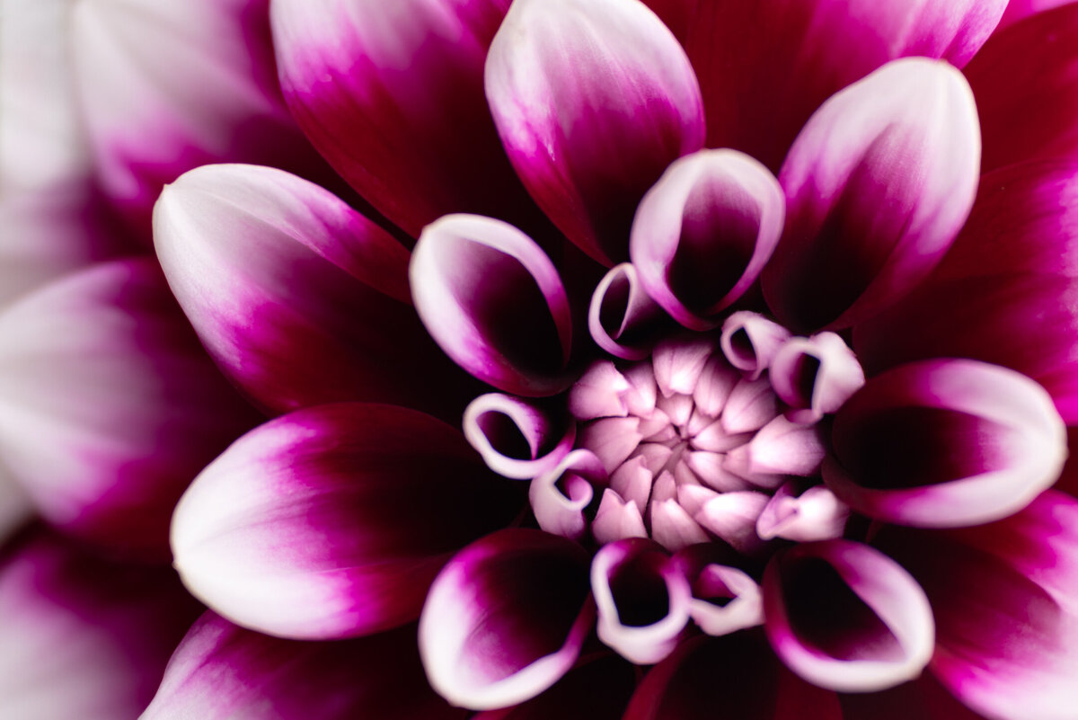 Macro photo of a dahlia bloom.