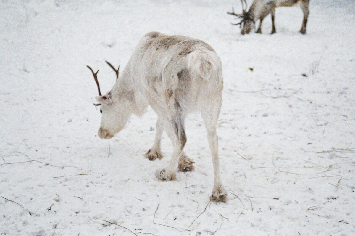 Lapland_Fotoreeks_11