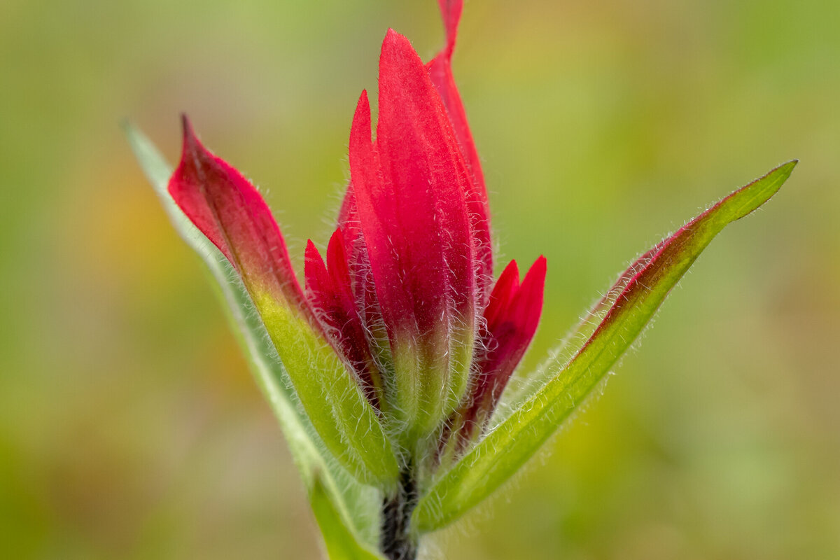 Montana wildflower red Indian paintbrush macro photo, Pattee Canyon, Missoula