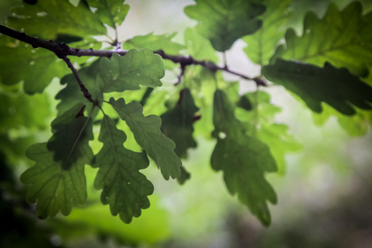 12 -Oaks Leaves Lake District