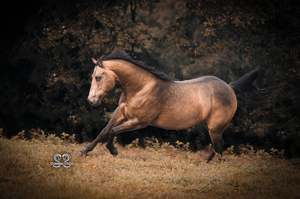 Buckskin Quarter Horse Mare galloping
