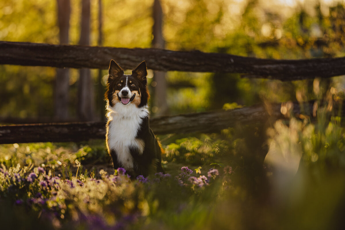 aussie dog in a field of flowers in front of a fence with golden backlight