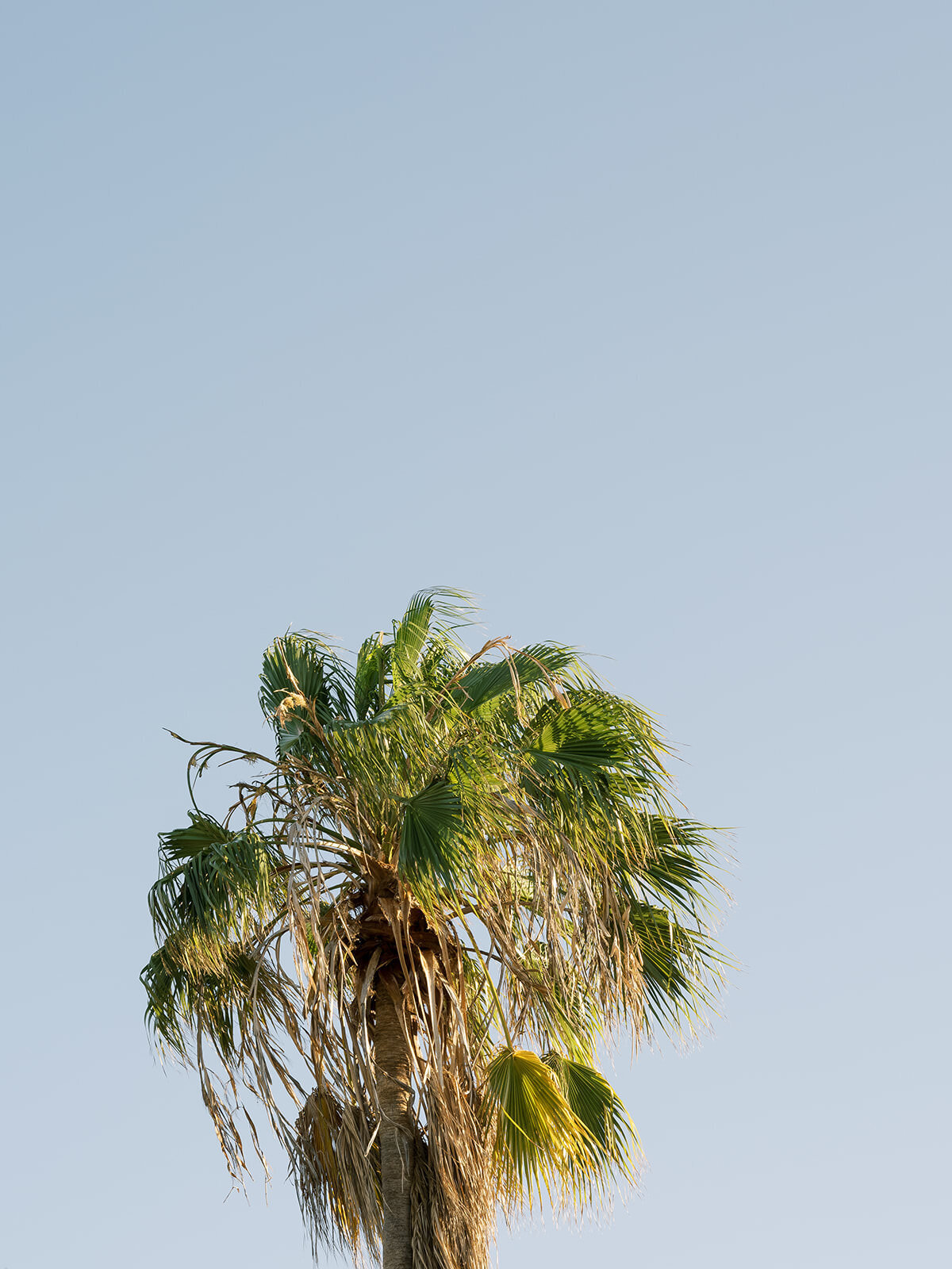 palm-tree-3GF-RD