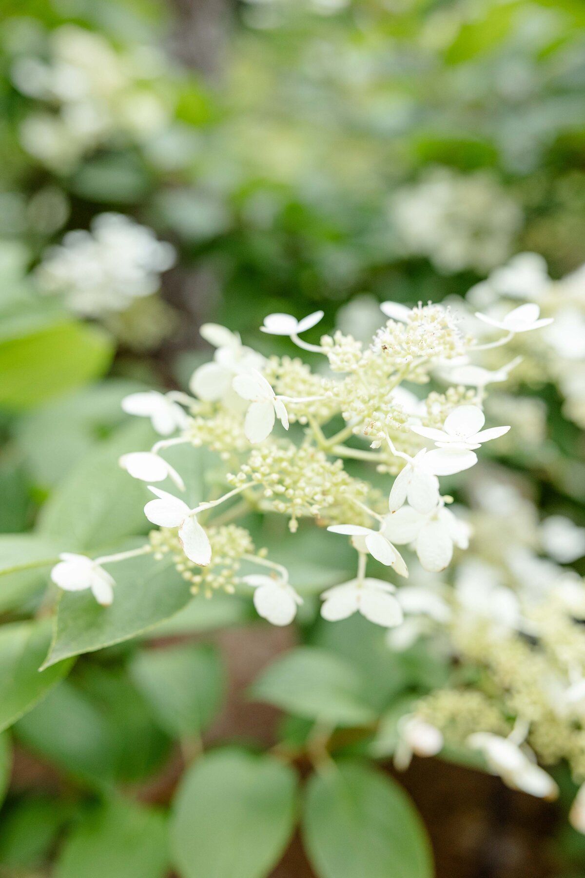 Raleigh-NC-summer-mini-session-Magnolia-and-Grace-Photography-Co-SarahW# (1)-32
