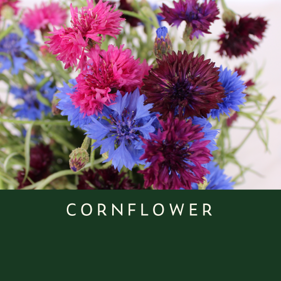 Cornflower