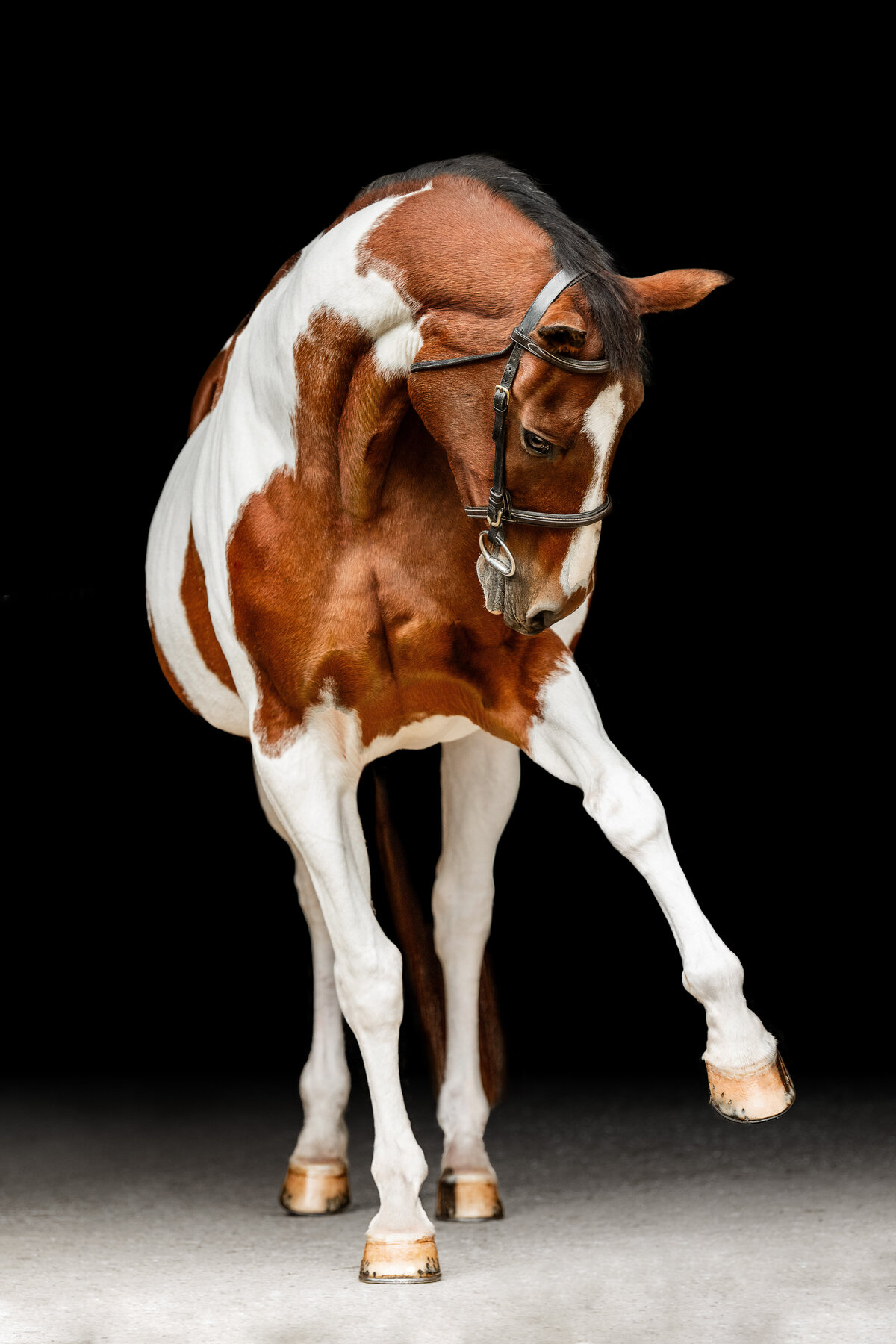 Creative horse photographer takes black background of paint horse mare in Birmingham, Alabama.