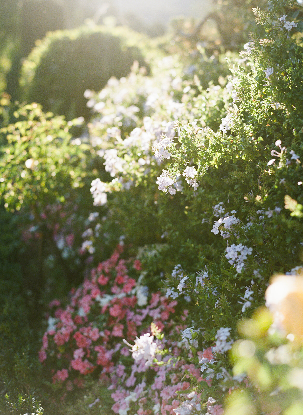 Filoli-Garden-Wedding-8