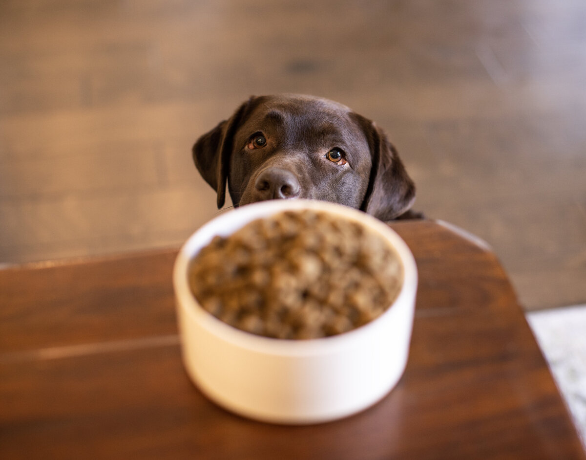 professional dog bowl