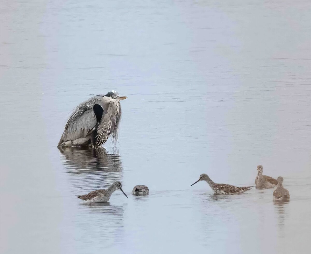 great blue heron 6.1-D