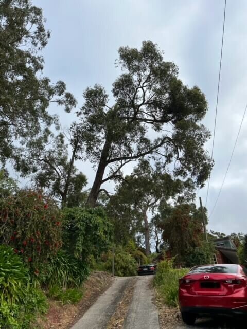 Evergreen Tree Services SA-Stringy Bark over Power Lines Removal-001