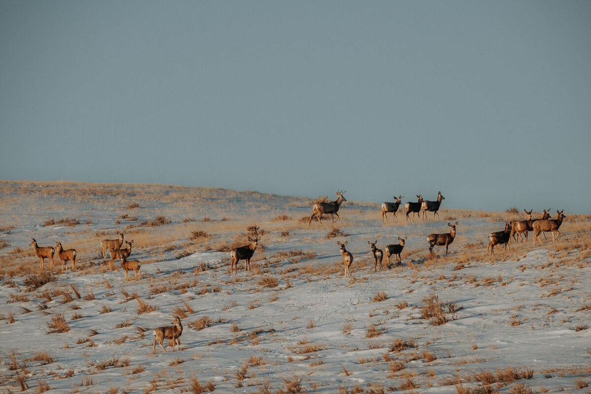 EDP Wildlife-230102-053