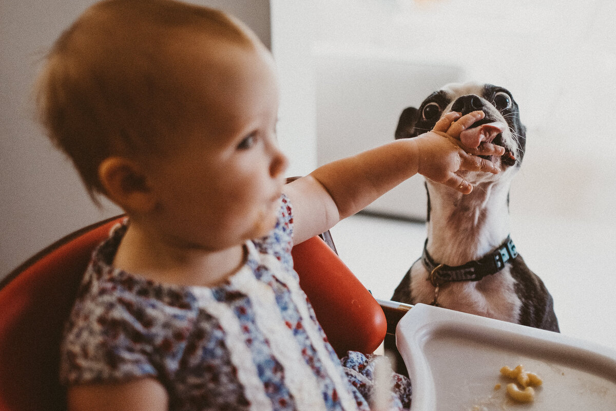 toddler feeds her dog macaroni and cheese from her own plate at mealtime