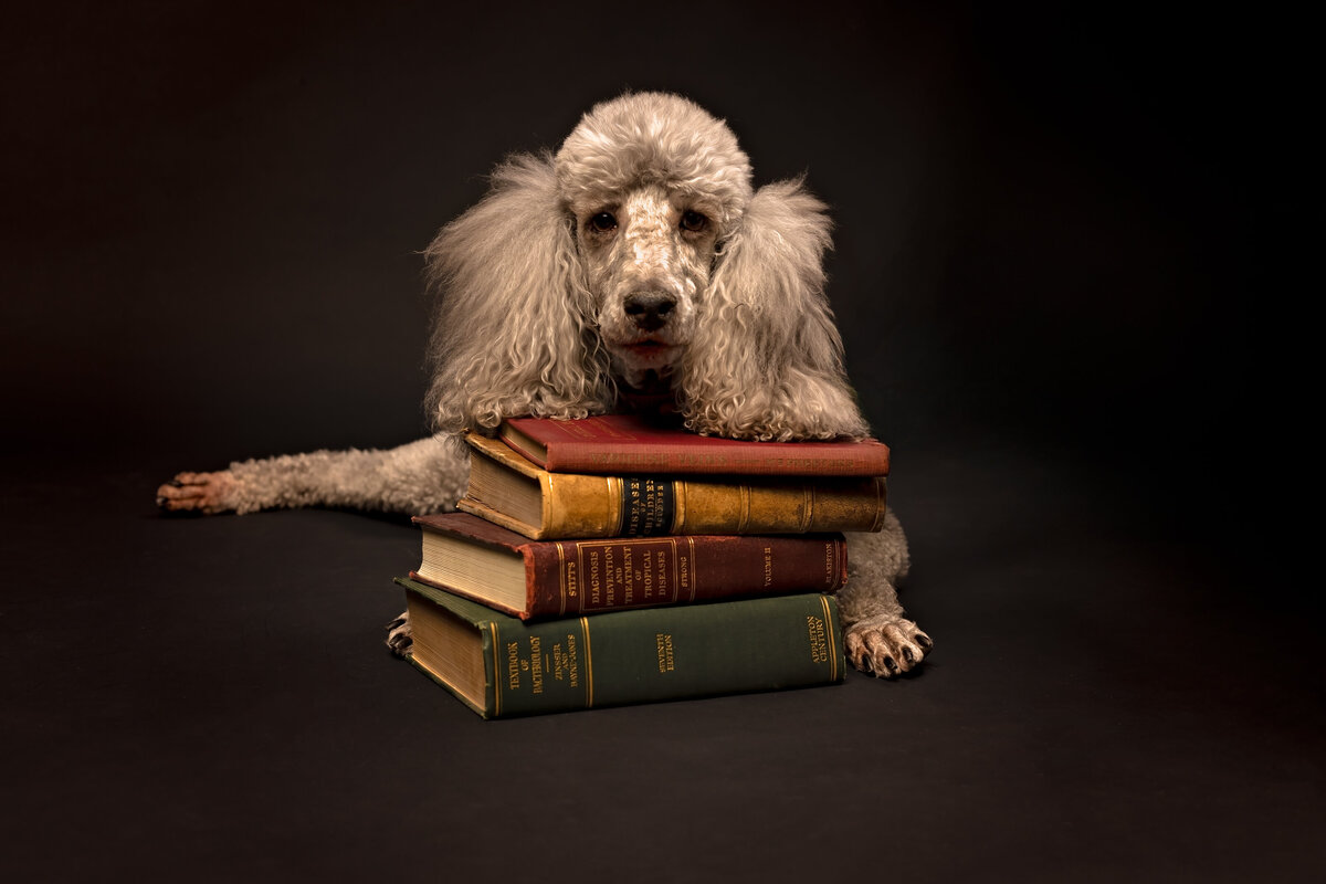 seattle-pet-photographer-3