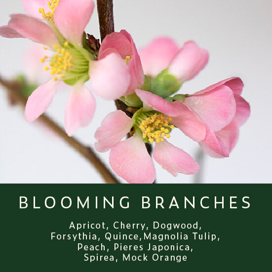 Blooming-Branches