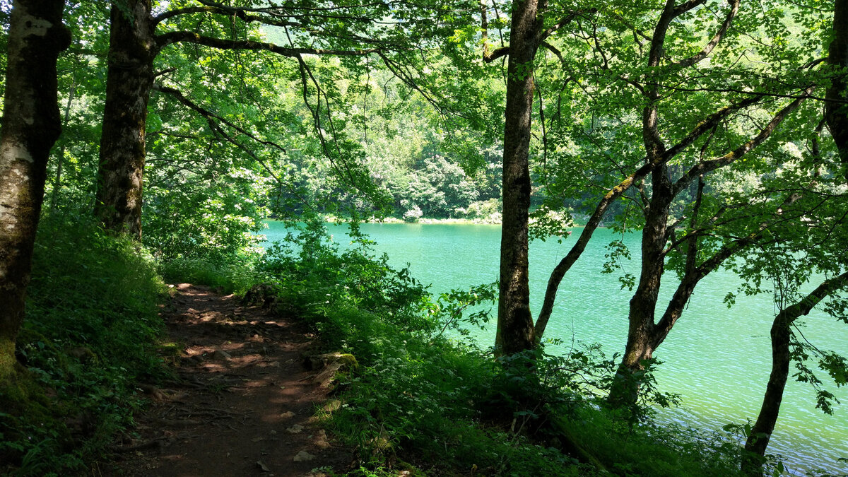 biogradska lake in green jungle biogradska national park