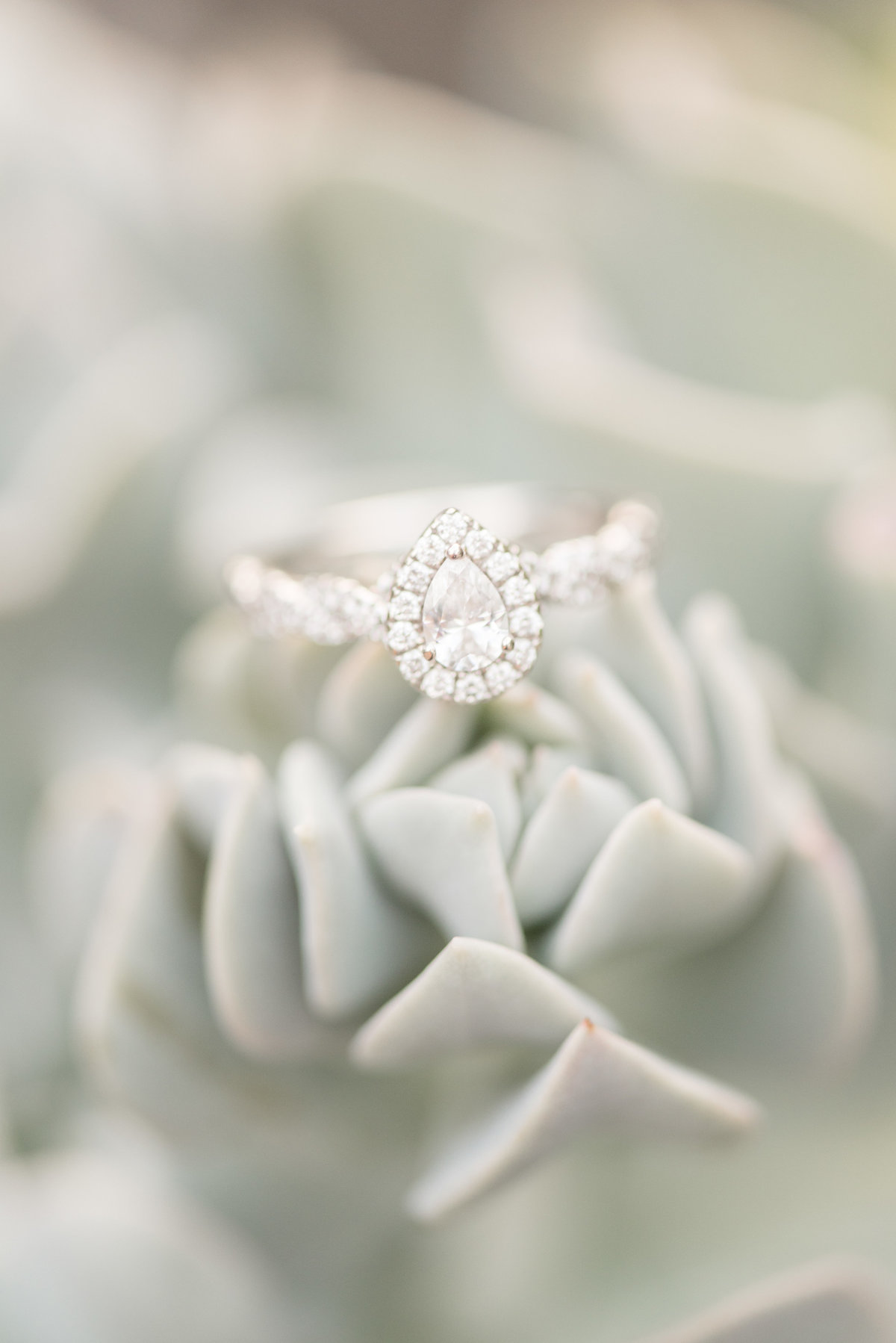 Beautiful diamond ring resting atop light green succulent.