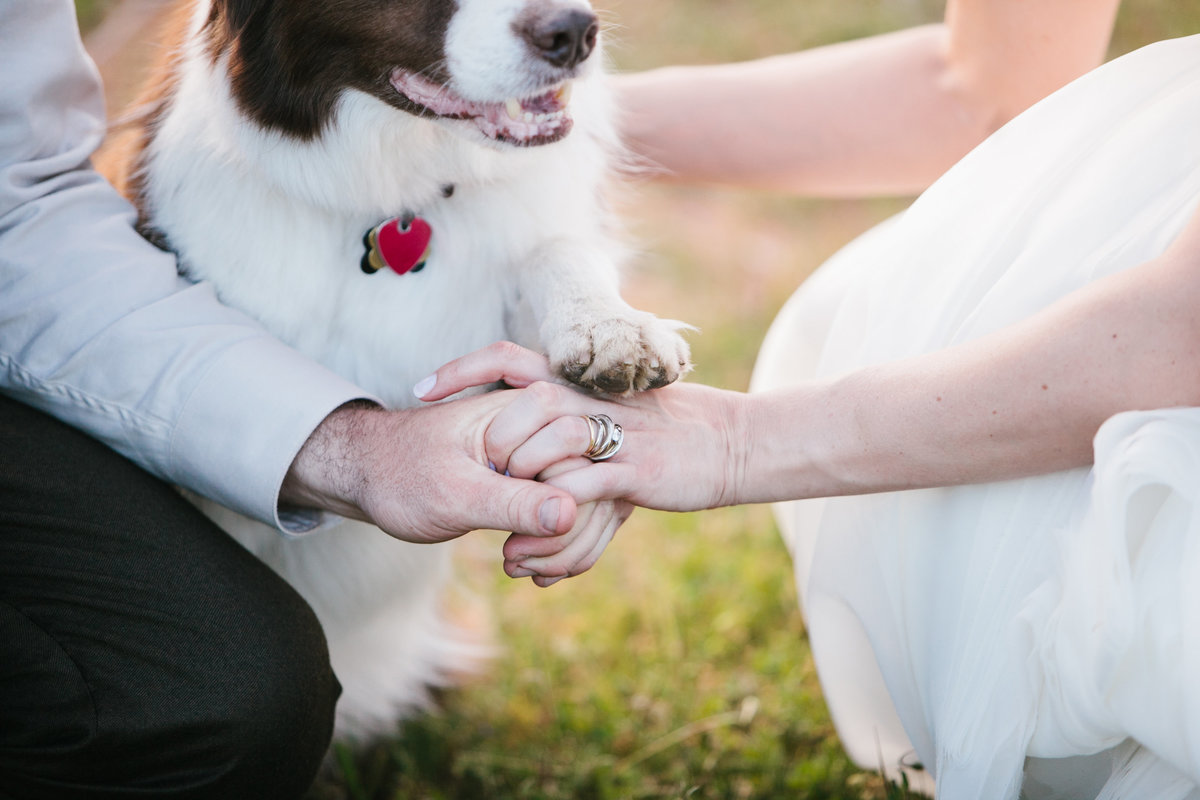 Wedding photos with dog Grass Valley, Ca