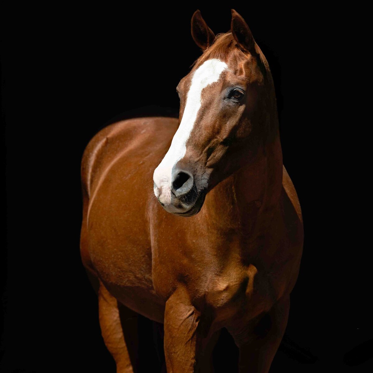seattle-equine-photographer-6