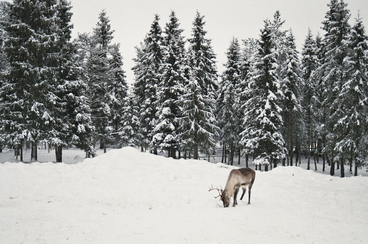 Lapland_Fotoreeks_22
