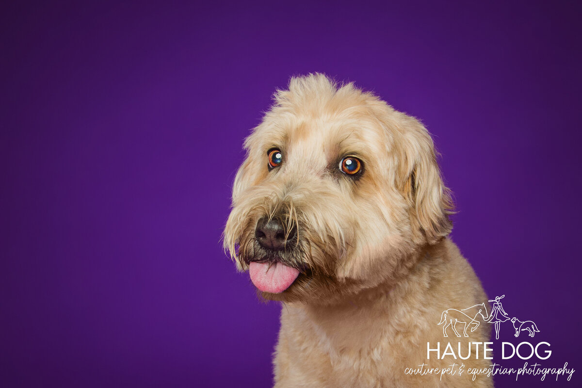 Close up of a fluffy Wheaten Terrier dog sticking tongue out at the camera making a silly expression on a purple background.