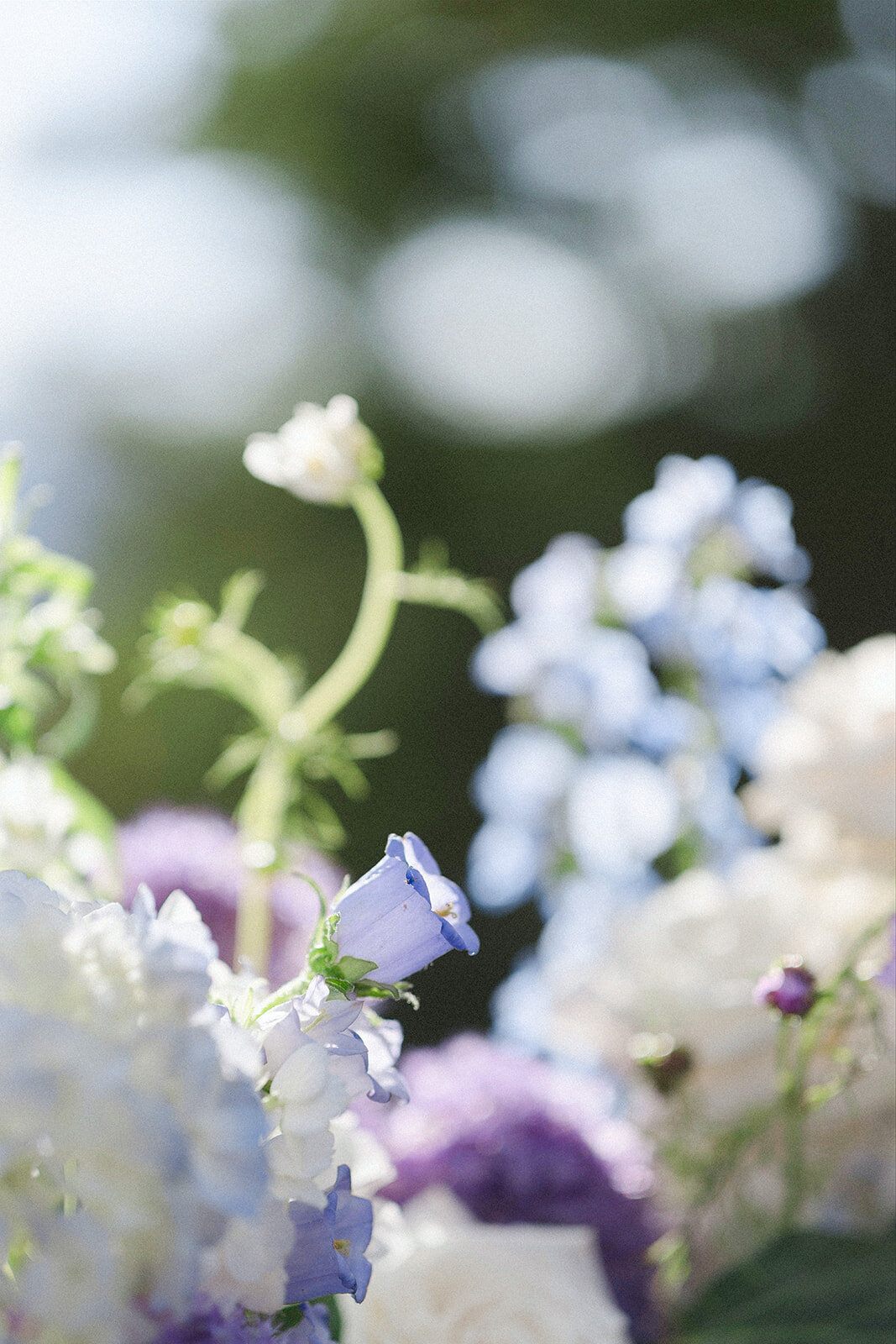 purple-flower-closeup-aspen-HBICWeddings