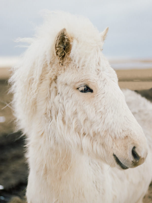 white icelandic horse