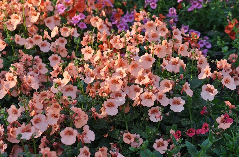diascia-3987060_960_720