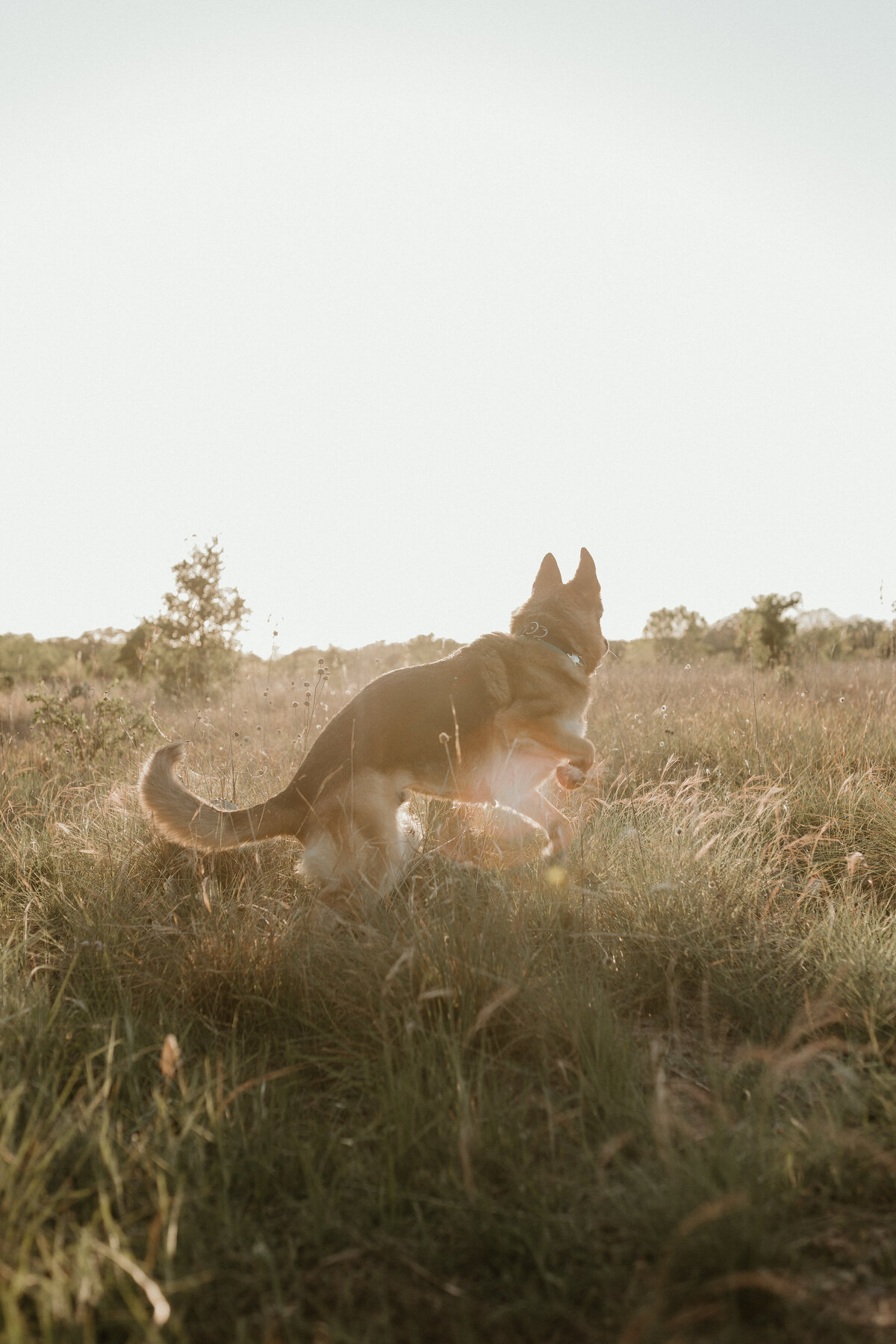 Georgetown Pet Photographer