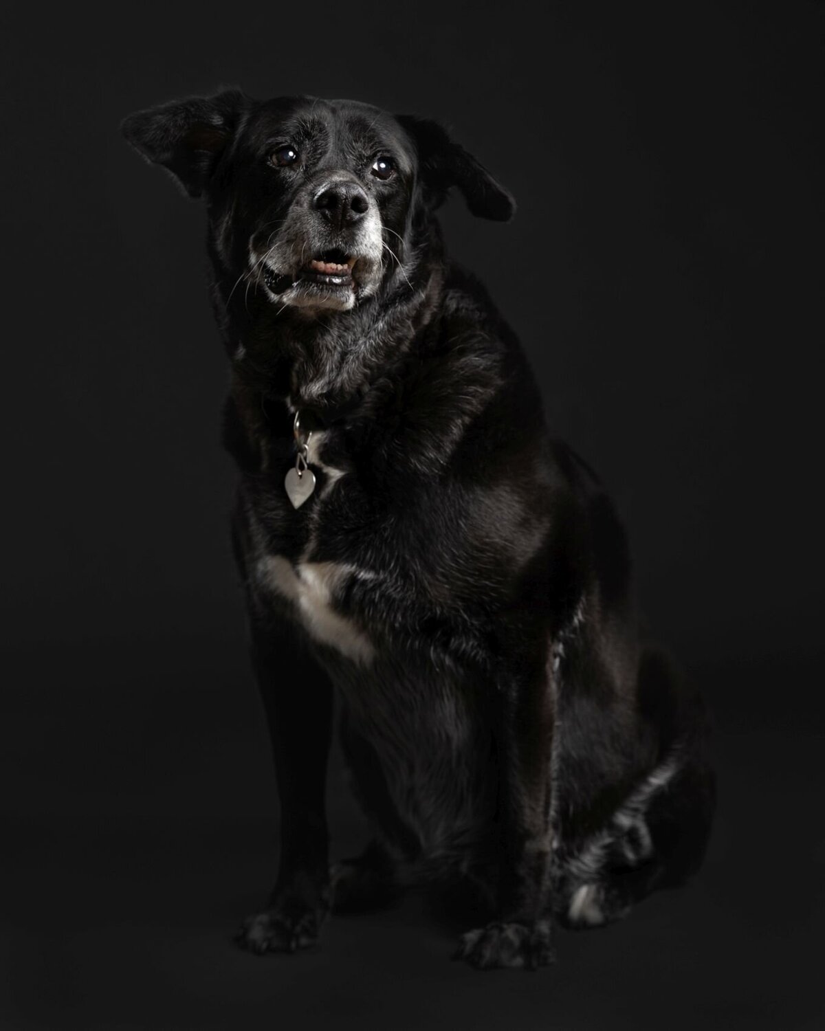 lilla-bordas-portraits-tampa-DOG-photographer1323_1
