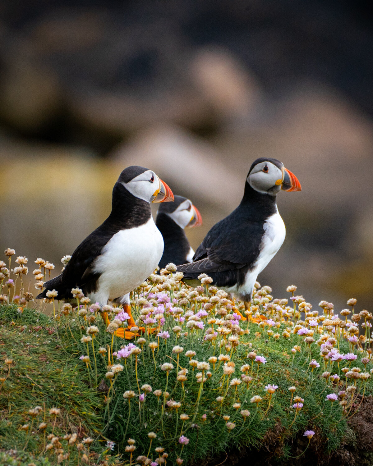 Bird_on_Birch_puffins