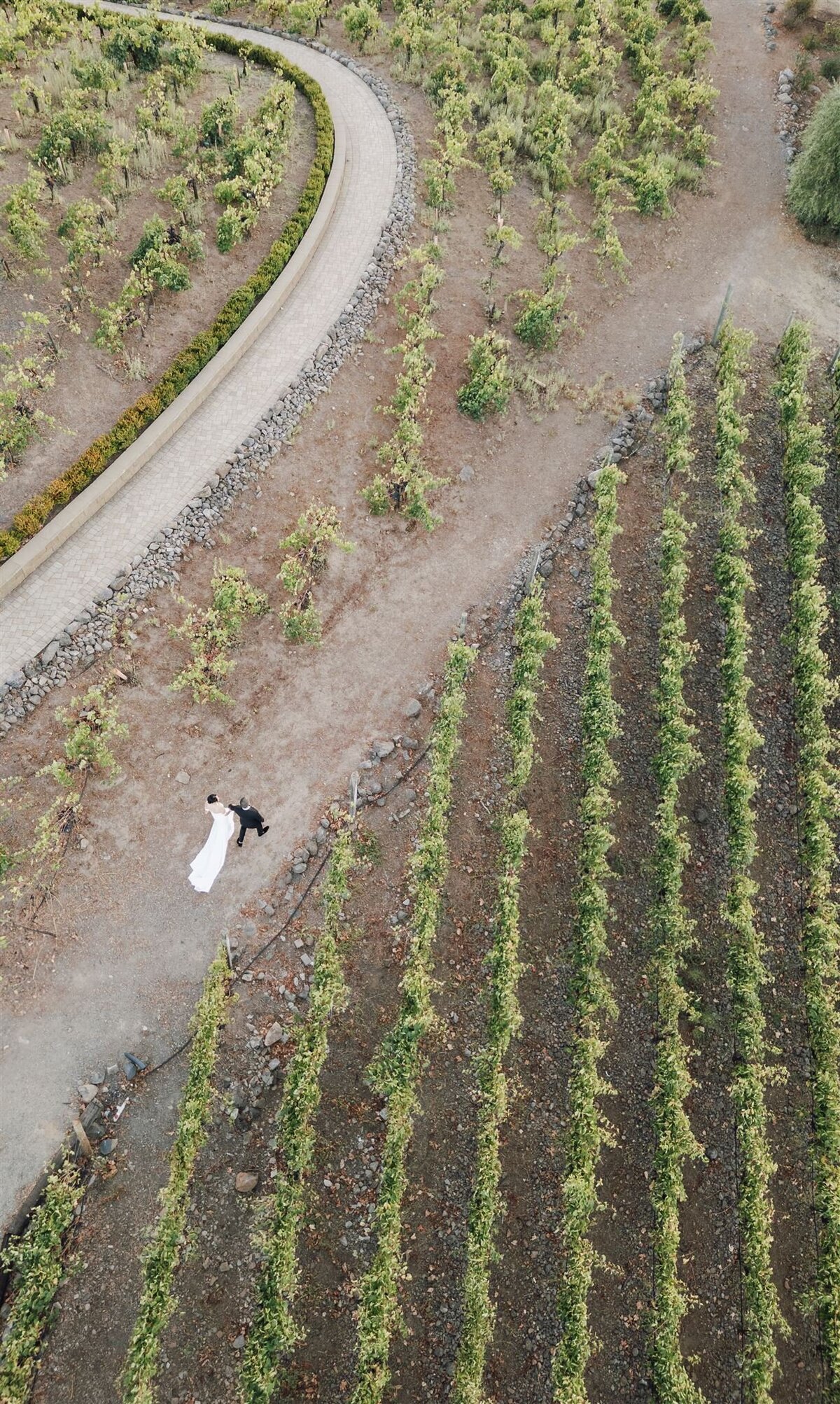 viansa-annie-ben-wedding-previews-ashley-carlascio-photography-0103_websize (1)