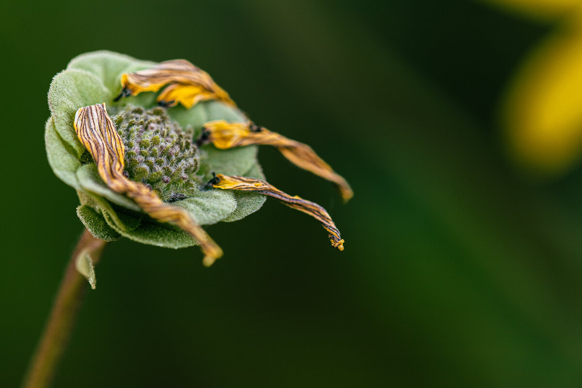 greeneyes_8737_1