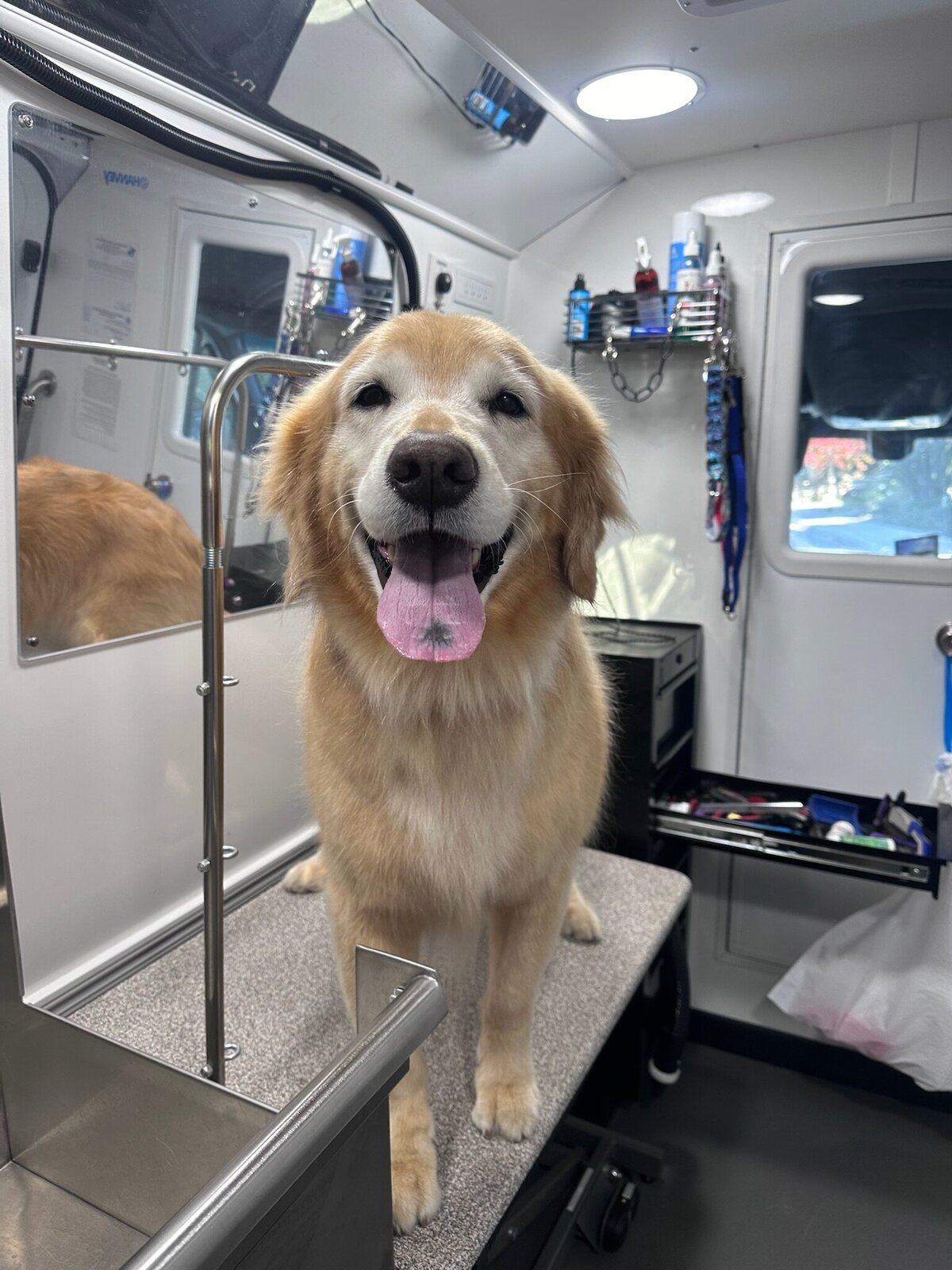 PupscoutsMobileGrooming4