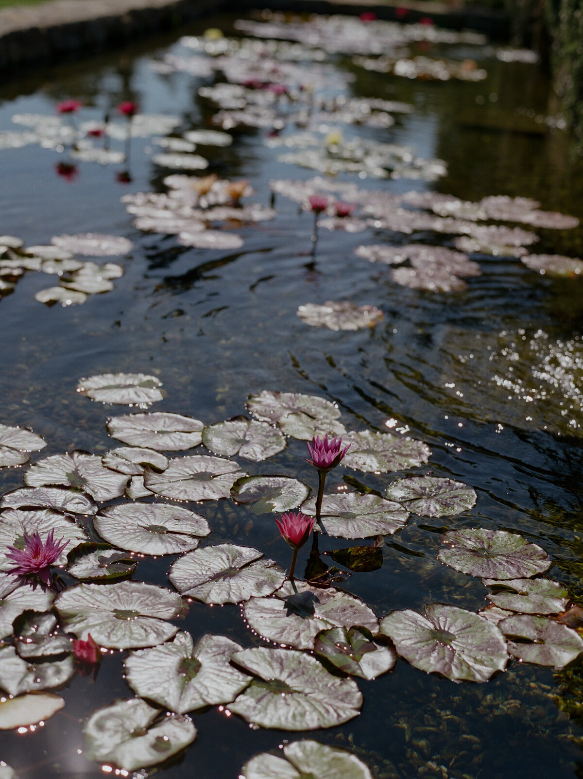 san ysidro ranch wedding photographer