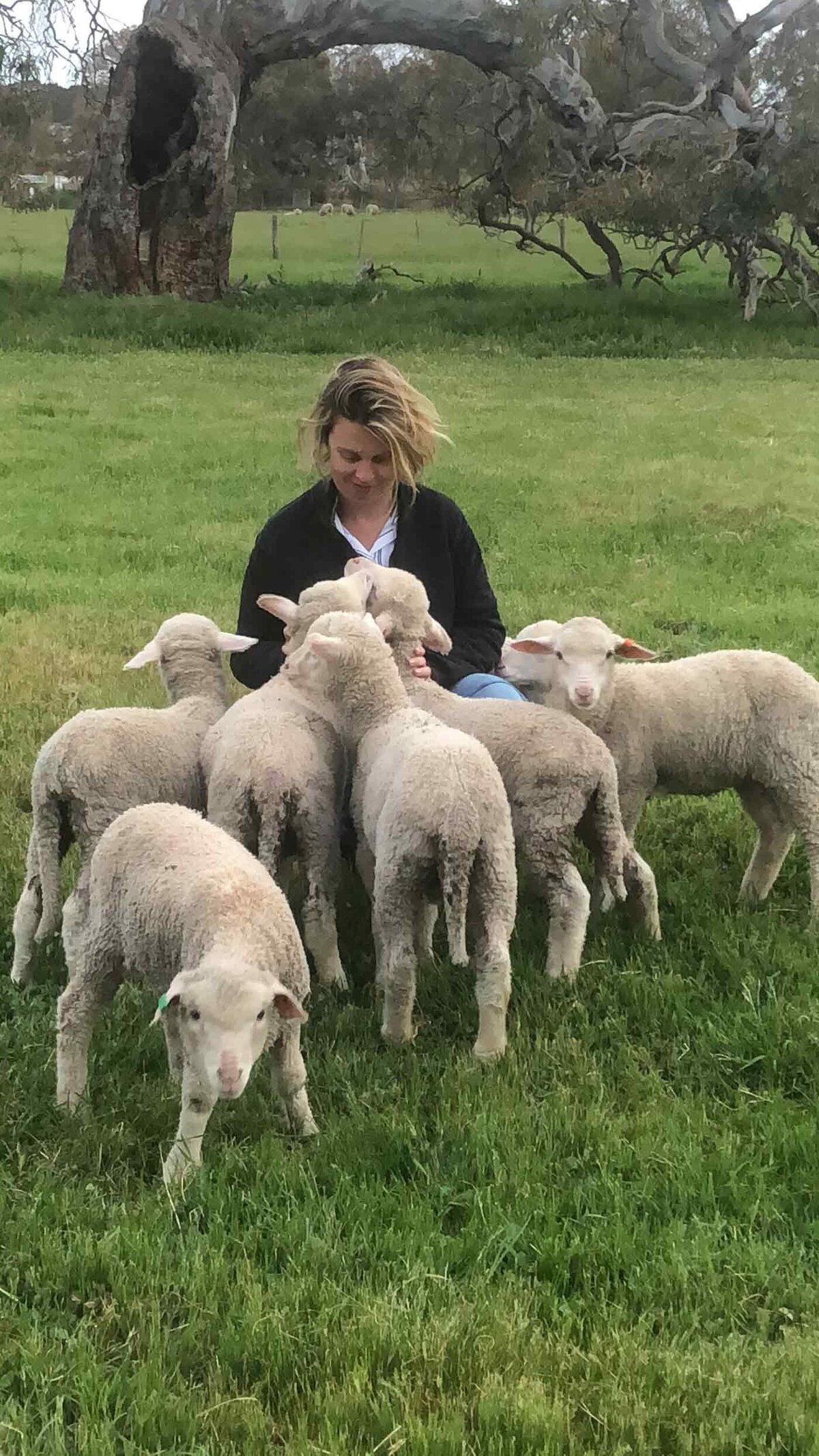 Wool breeders grampians