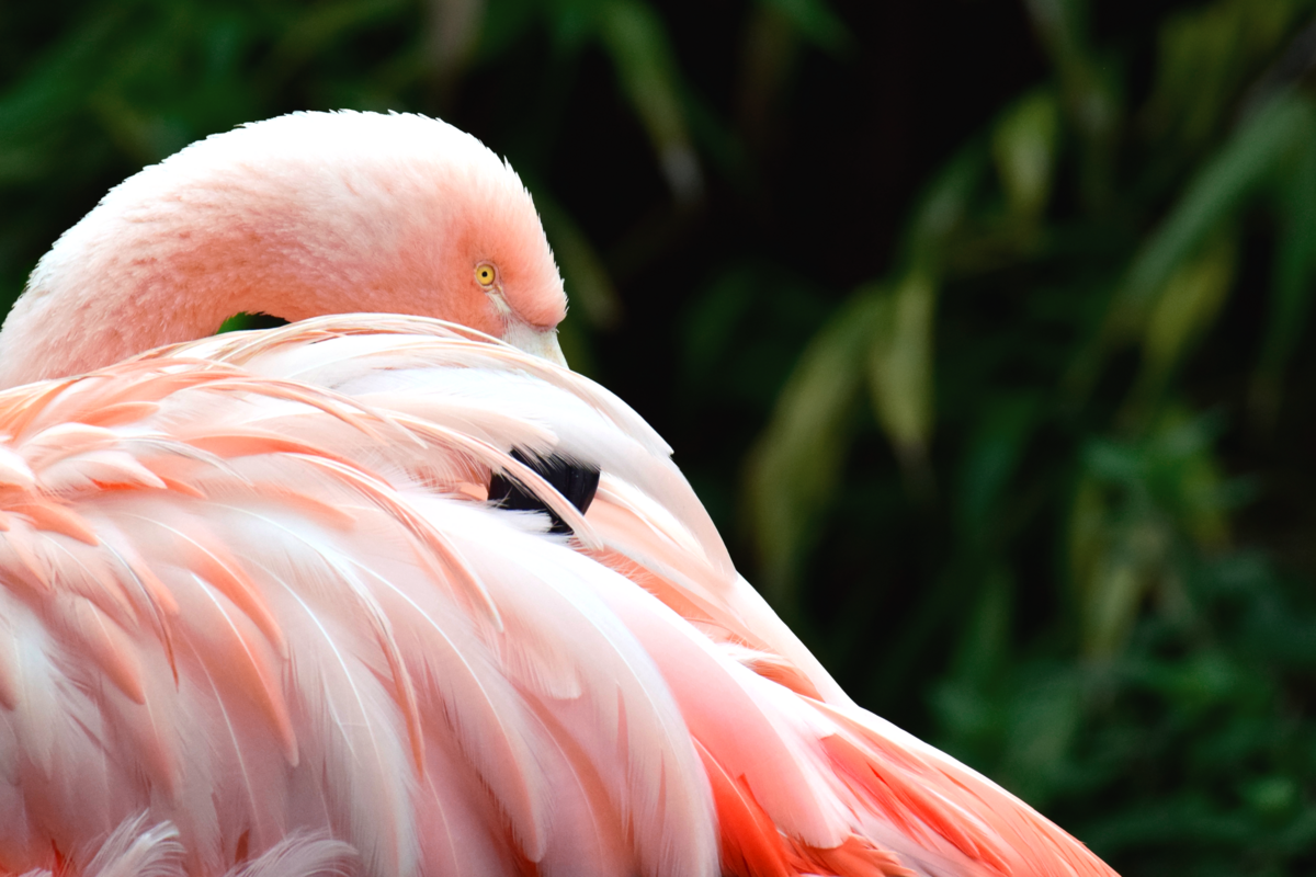 Flamingo I - Stephanie Diallo Photography