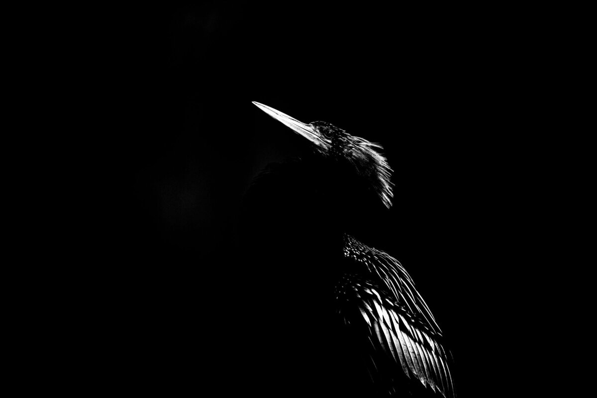 Dramatic-Bird-2e8a57f6-2500