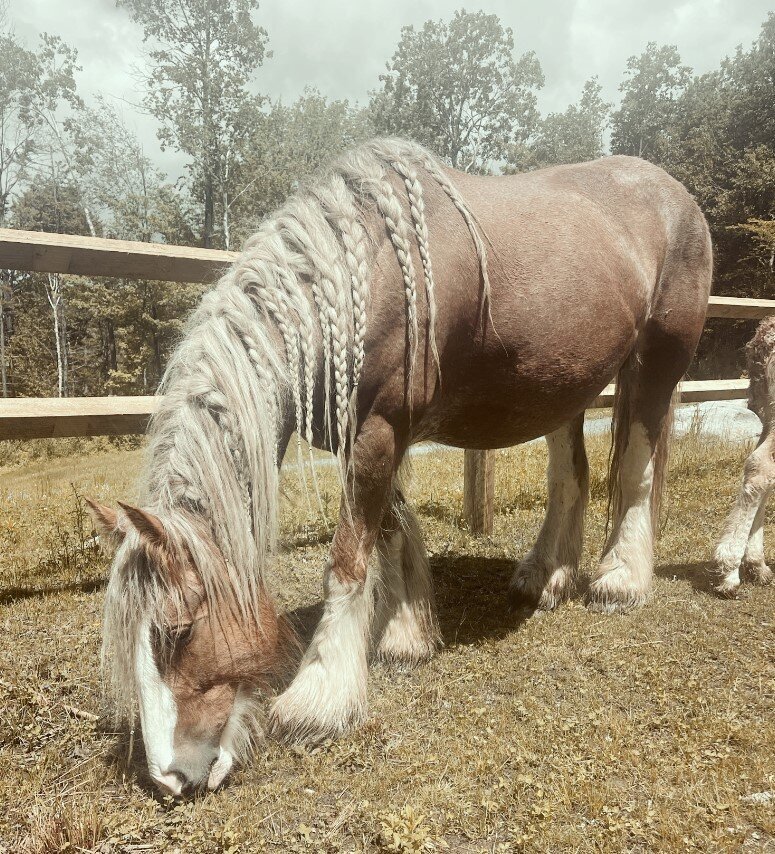 The-Stables-at-Gypsy-Acres-Horses-27