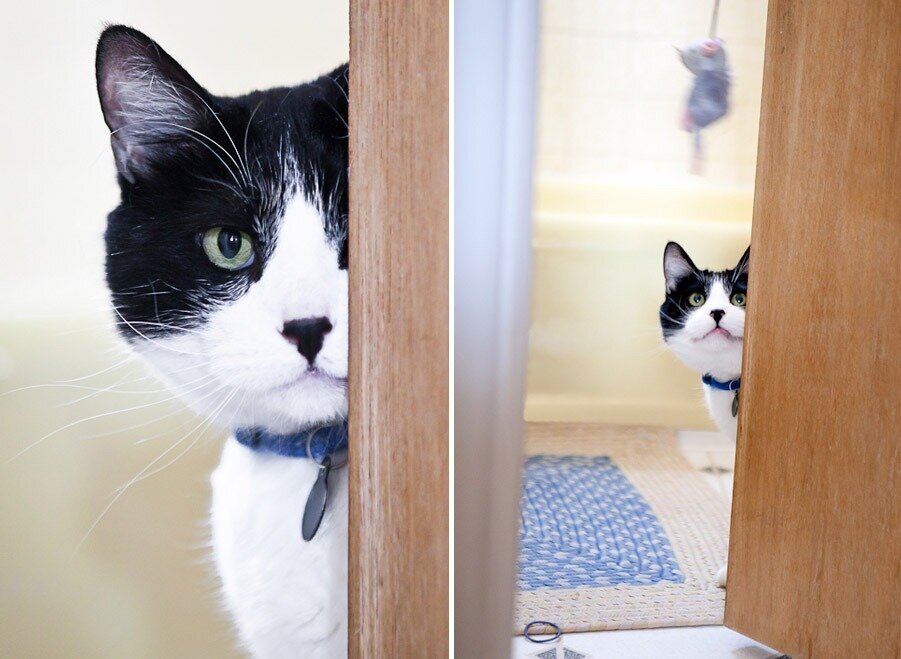 two photos of black and white cat