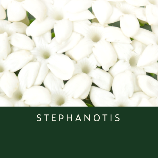 Stephanotis