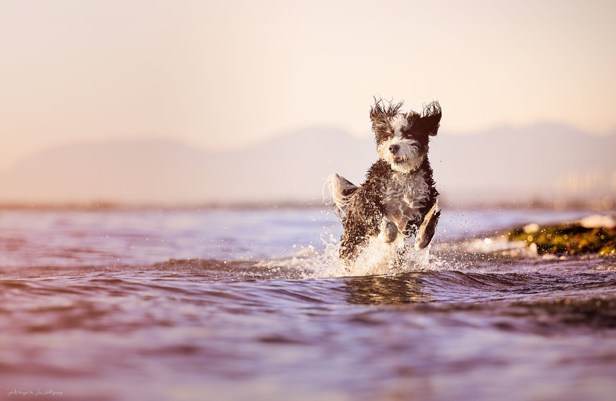 Pets-through-the-Lens-Photography-Surrey—Golden-Hour-Outdoor-Dog- Photoshoot