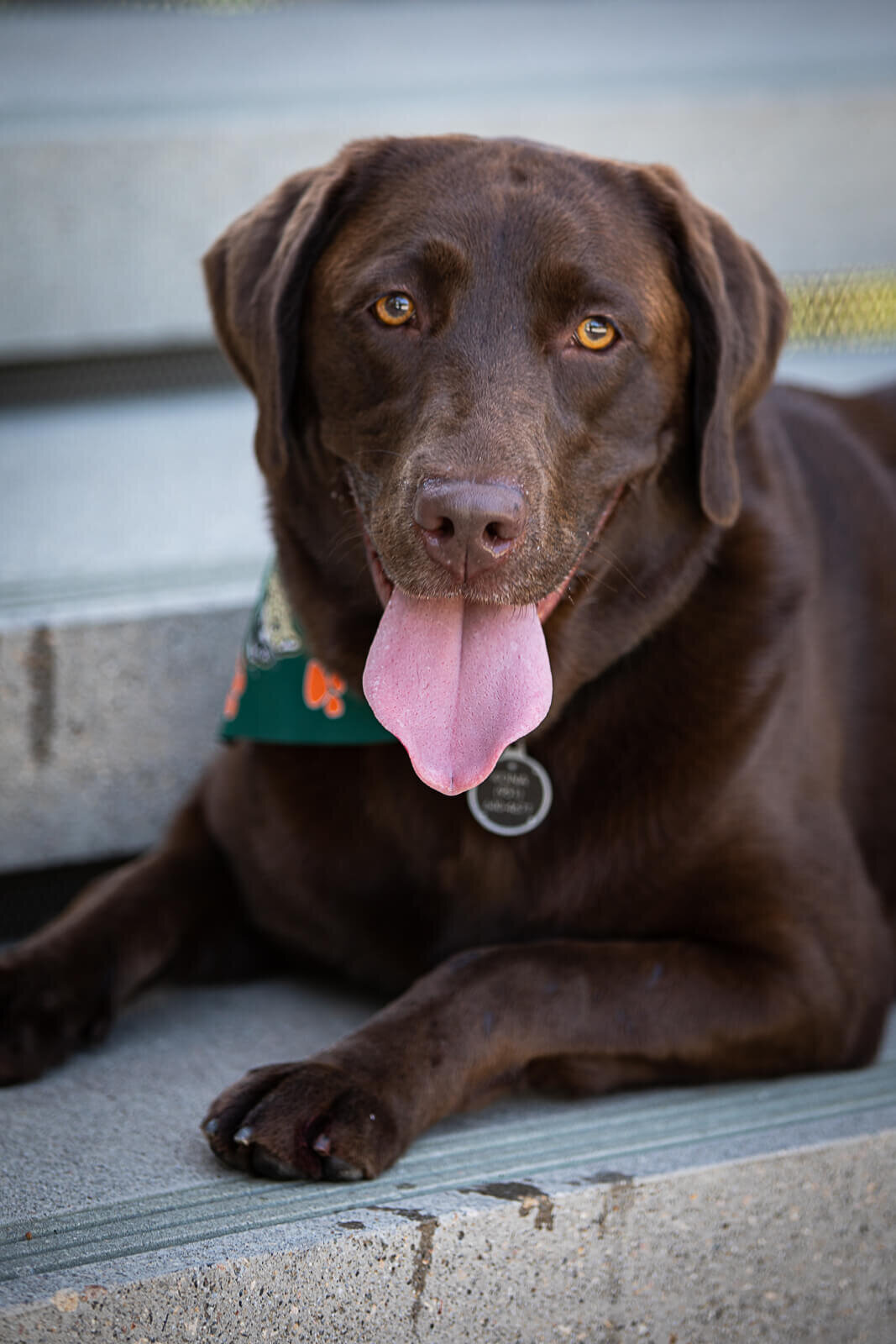 KS-Gray-Photography-Chocolate-Lab-Pet-Photography-in-Orange-County