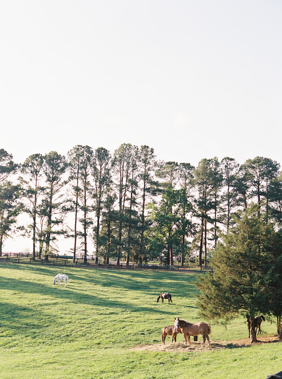 Virginia Wedding Photographer Natalie Jayne Photography-04-2