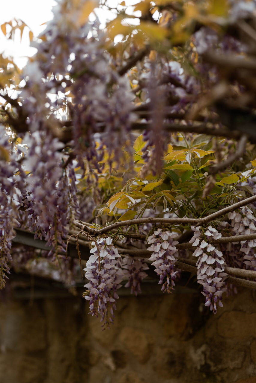 wisteria flowers at La Corte Di Papi wedding venue