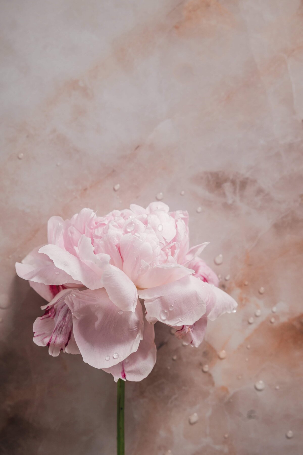 woodsphotostudio-ducasse-4_2