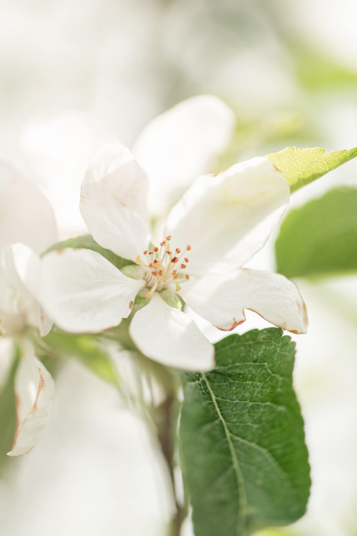 Oakwood Fruit Farm-18